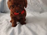 Kore Toy Poodle Yavrular