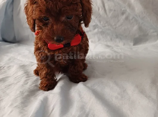 Kore Toy Poodle Yavrular görsel