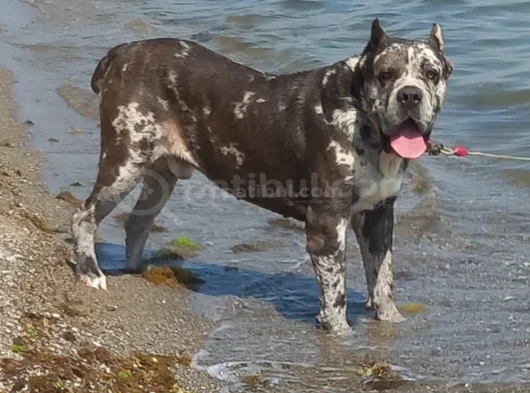 Şapşahane Baba Fotoğrafı Da Paylastım görsel