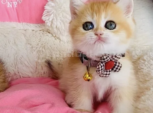 Scr Li Anne Babadan Golden Ny12 British Shorthair