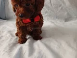 Kore Toy Poodle Yavrular