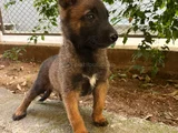 Belçi̇ka Kurdu Safkan Irk Garanti̇li̇