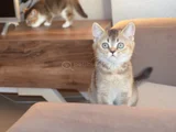 Muhteşem British Shorthair Yavrular