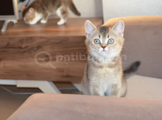 Muhteşem British Shorthair Yavrular görsel