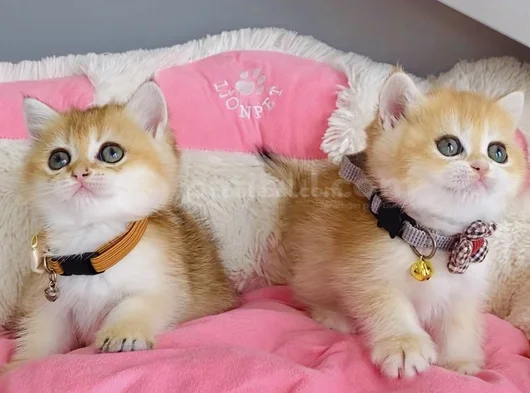 Scr Li Anne Babadan Golden Ny12 British Shorthair görsel