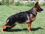 Alman Çoban Köpeği