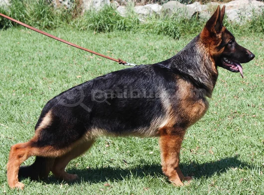 Alman Çoban Köpeği görsel