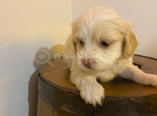 Topaç Gibi Maltipoo Bebeğimiz görsel