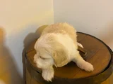 Topaç Gibi Maltipoo Bebeğimiz