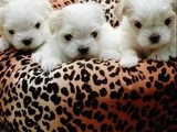 maltese terrier bebişler