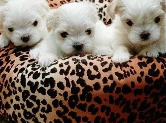 Maltese Terrier Bebişler