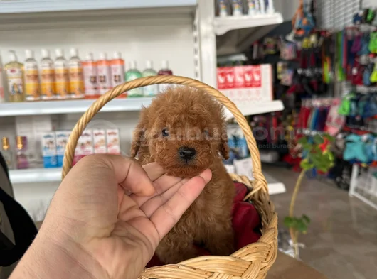 En Tatlı Halleriyle Toy Poodle Büyümeyen Yavrularım