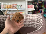 En Tatlı Halleriyle Toy Poodle Büyümeyen Yavrularım