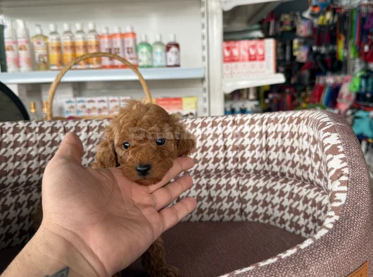 En Tatlı Halleriyle Toy Poodle Büyümeyen Yavrularım görsel