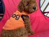 Ev Üretimi Kore Ve Toy Poodle Yavrularımız