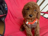 Ev Üretimi Kore Ve Toy Poodle Yavrularımız