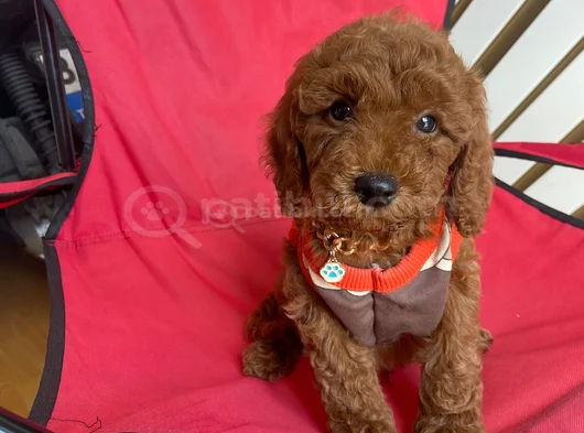 Ev Üretimi Kore Ve Toy Poodle Yavrularımız görsel