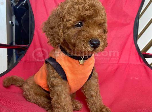 Ev Üretimi Kore Ve Toy Poodle Yavrularımız