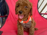 Ev Üretimi Kore Ve Toy Poodle Yavrularımız