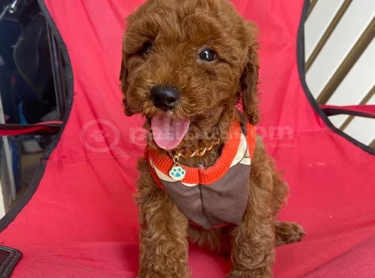 Ev Üretimi Kore Ve Toy Poodle Yavrularımız görsel