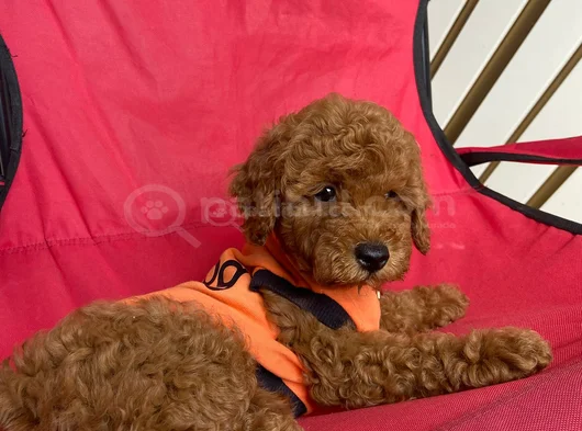 Ev Üretimi Kore Ve Toy Poodle Yavrularımız görsel