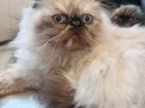 5 aylık egzotik long hair dişiler