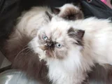 5 Aylık Egzotik Long Hair Dişiler