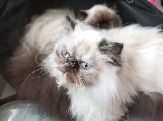 5 Aylık Egzotik Long Hair Dişiler görsel
