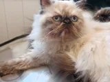5 Aylık Egzotik Long Hair Dişiler