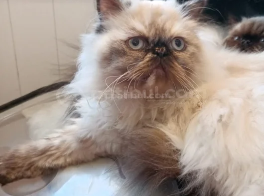 5 Aylık Egzotik Long Hair Dişiler görsel