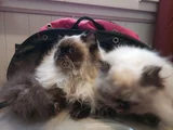 5 Aylık Egzotik Long Hair Dişiler