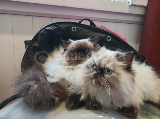 5 Aylık Egzotik Long Hair Dişiler görsel