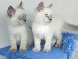 Bulupoi̇nt Yavrularimiz Yeni̇ Yuvalarina Gi̇tmeye Hazirdir