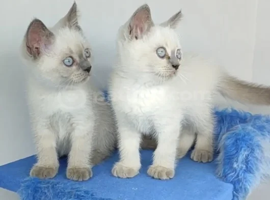 Bulupoi̇nt Yavrularimiz Yeni̇ Yuvalarina Gi̇tmeye Hazirdir görsel