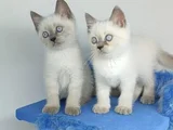 BULUPOİNT YAVRULARIMIZ YENİ YUVALARINA GİTMEYE HAZIRDIR