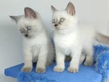 Bulupoi̇nt Yavrularimiz Yeni̇ Yuvalarina Gi̇tmeye Hazirdir