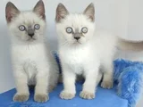 Bulupoi̇nt Yavrularimiz Yeni̇ Yuvalarina Gi̇tmeye Hazirdir