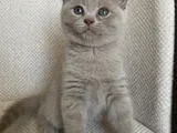 Scottish fold yavrumuz yuva arıyor