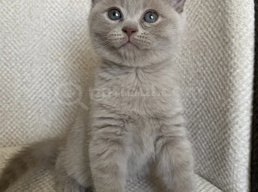 Scottish Fold Yavrumuz Yuva Arıyor