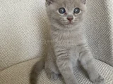 Scottish Fold Yavrumuz Yuva Arıyor