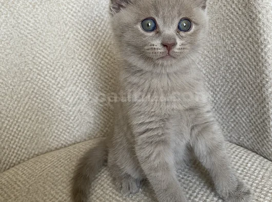 Scottish Fold Yavrumuz Yuva Arıyor görsel