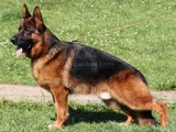 Alman Çoban Köpeği