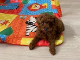 Toy poodle safkan ev ortamında