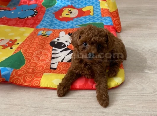 Toy Poodle Safkan Ev Ortamında