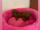 Toy Poodle Safkan Ev Ortamında