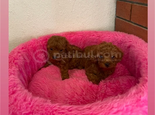 Toy Poodle Safkan Ev Ortamında görsel
