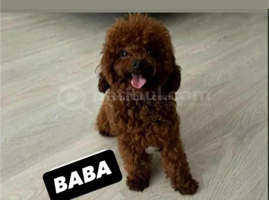 Toy Poodle Safkan Ev Ortamında görsel
