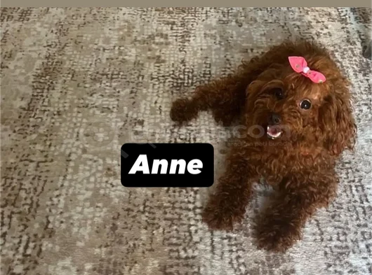 Toy Poodle Safkan Ev Ortamında görsel