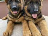 Alman Çoban Köpeği