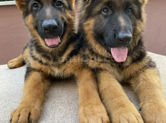 Alman Çoban Köpeği görsel